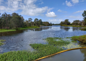 Albany Creek Tree service North Lakes Expert Tree Services 9 North Lakes