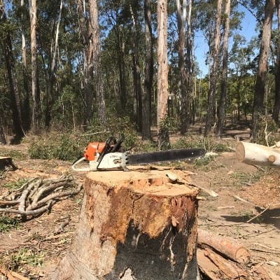 Albany Creek Tree service North Lakes Expert Tree Services 6 Stump removal service North Lakes
