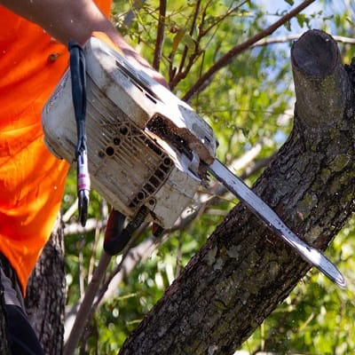 Albany Creek Tree service North Lakes Expert Tree Services 4 Tree loppers North Lakes