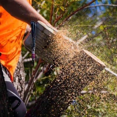 Albany Creek Tree service North Lakes Expert Tree Services 2 Tree removal service North Lakes