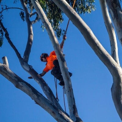 Tree Trimming North Lakes Expert Tree Services 1 Tree trimming service North Lakes