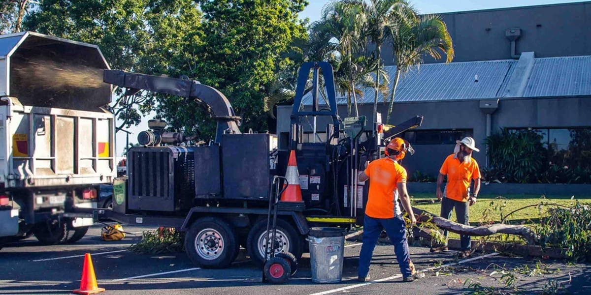 Tree Lopping North Lakes Expert Tree Services 6 Branch pruning North Lakes
