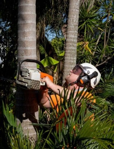 Tree Trimming North Lakes Expert Tree Services 8 Palm tree pruning North Lakes