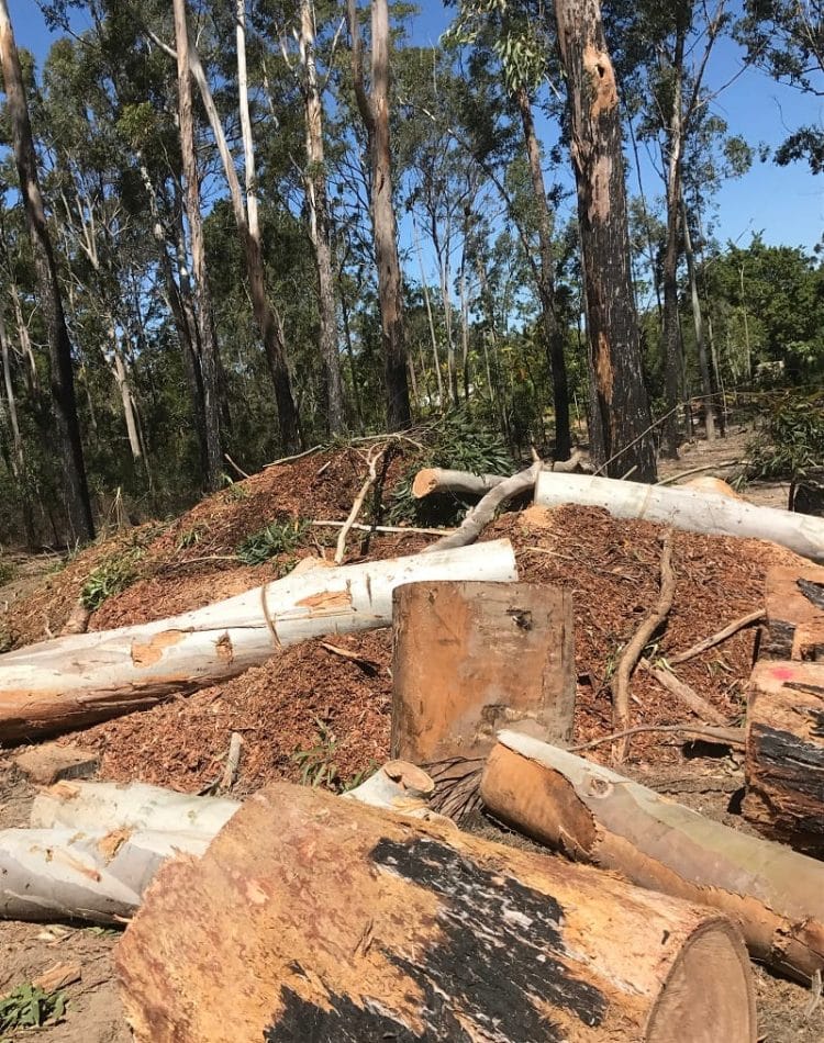Stump Removal North Lakes Expert Tree Services 2 Stump and root removal North Lakes