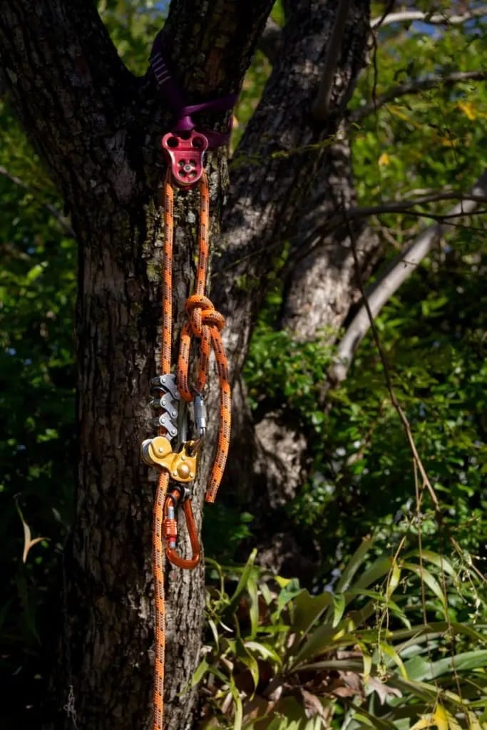 North Lakes North Lakes Expert Tree Services 1 Tree health assessment North Lakes