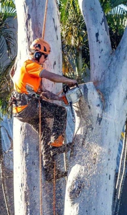 Tree Lopping North Lakes Expert Tree Services 7 Tree lopping North Lakes qld