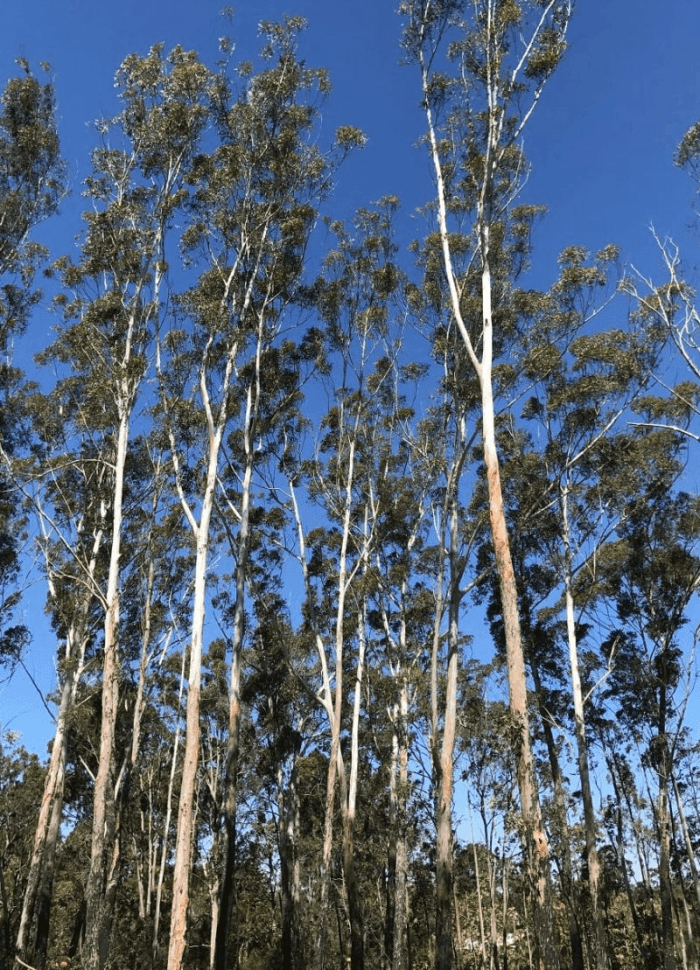Tree services North Lakes Tree services North Lakes