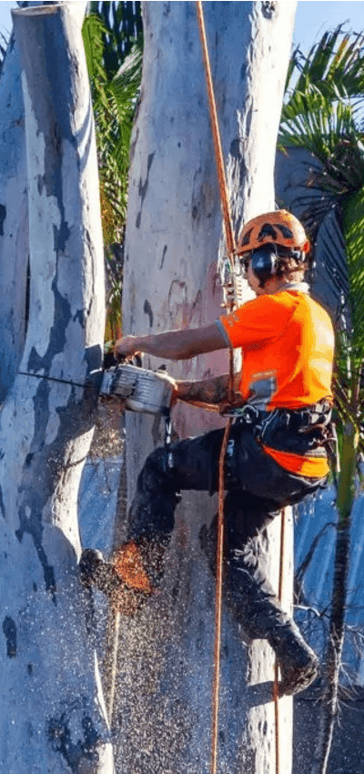 Tree surgeons North Lakes Tree surgeons North Lakes